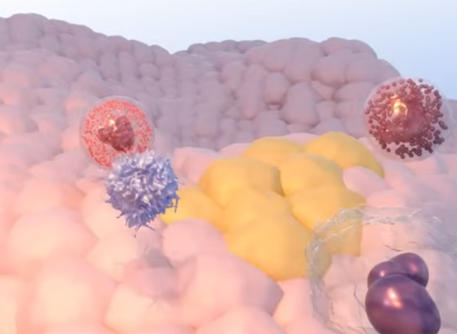 Immunotherapy: How the Immune System Fights Cancer
